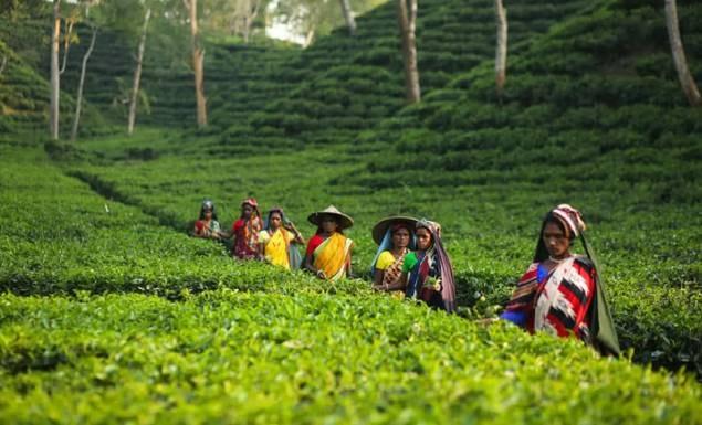 রেকর্ড চা উৎপাদন উত্তরের সমতলে