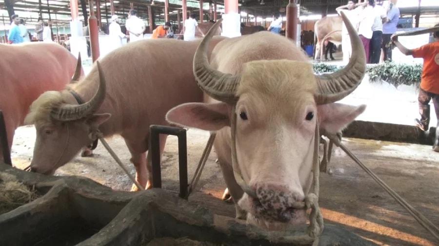 নারায়ণগঞ্জে ‘ডোনাল্ড ট্রাম্প’ ও ‘নেতানিয়াহু’ নামের মহিষ দেখতে ভিড়