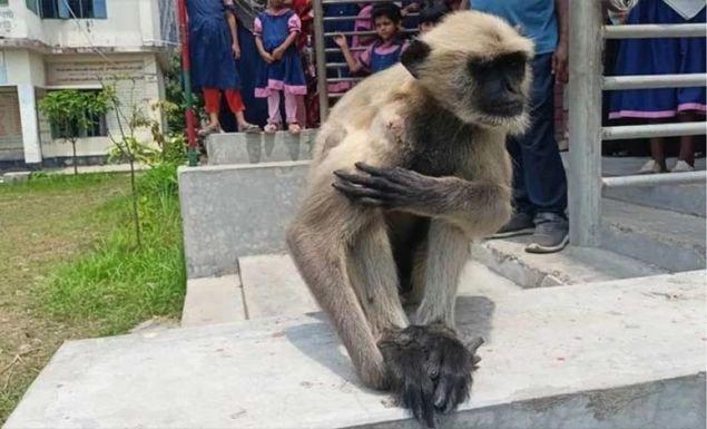 যন্ত্রণায় কাতর হনুমান, চিকিৎসার আশায় নিজেই ক্লিনিকে