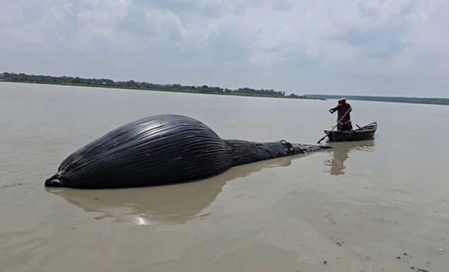 আন্ধারমানিক নদীতে ভেসে এল ৩০ ফুট লম্বা মৃত তিমি