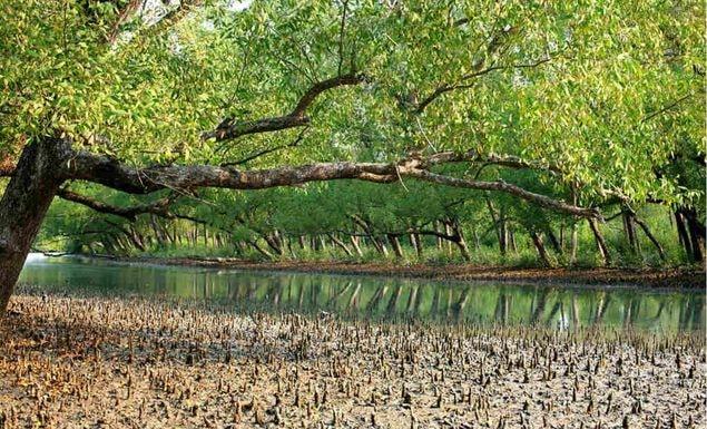 আজ থেকে তিন মাস সুন্দরবনে প্রবেশ নিষিদ্ধ